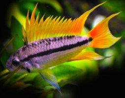 Apistogramma cacatuoides orange2
